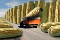 gmo-corn-web