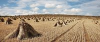 Nature_Fields_Sheaf_in_the_field_032659_